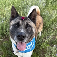 adopt a pet