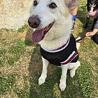 adopt-pet