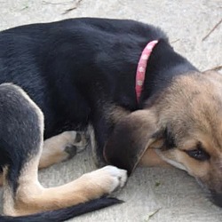 Thumbnail photo of Rayna, shep hound beauty! #2