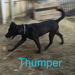 Thumbnail photo of Thumper- Adoption Pending #2