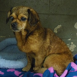 Thumbnail photo of Darla  *possible blind/deaf* #3