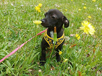 muzzle for chihuahua petsmart