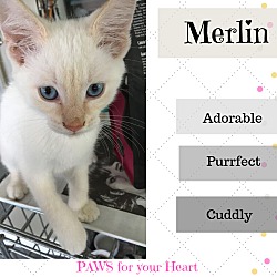 Thumbnail photo of Merlin #4