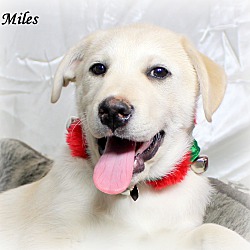 Thumbnail photo of Miles~adopted! #3