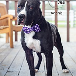 Thumbnail photo of Adonis #2