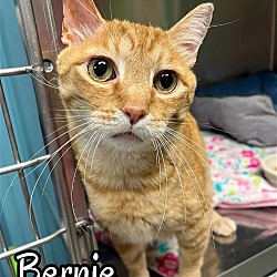 Thumbnail photo of Bernie - $55 Adoption Fee Special #2