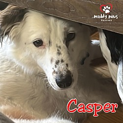 Thumbnail photo of Casper (Courtesy Post) #2