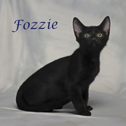 Thumbnail photo of Fozzie C24-226 #1