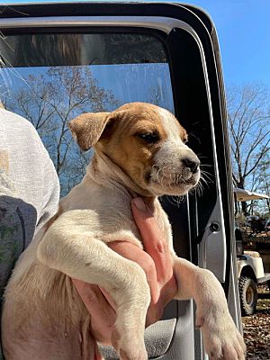 Sherburne, NY - Pit Bull Terrier. Meet Snoopy (NY-Emily) A Pet For ...