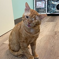 adopt a pet