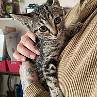 adopt a pet