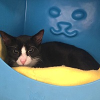 adopt a pet