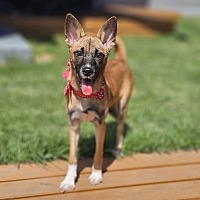 adopt-pet