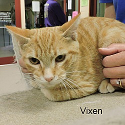 Thumbnail photo of Vixen #3