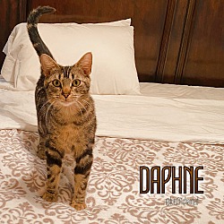 Thumbnail photo of Daphne #2