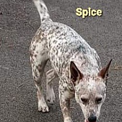 Thumbnail photo of Spice #4