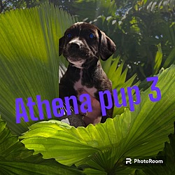 Photo of Athena Pup 3
