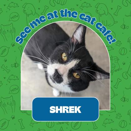 Thumbnail photo of Shrek #1