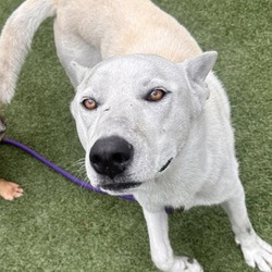 Thumbnail photo of Ghost (A2144673) #3