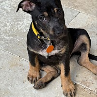 adopt a pet