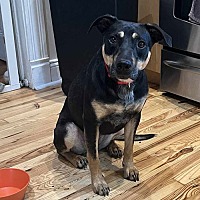 adopt a pet