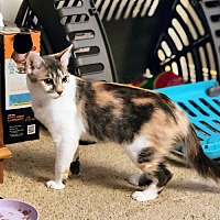 adopt a pet