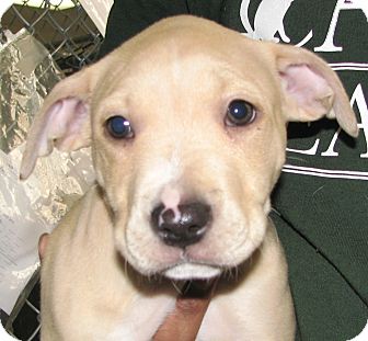 irish setter pitbull mix