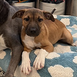 Pumpkin, Mixed breed
