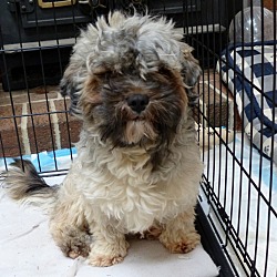 Thumbnail photo of Adopted! Wicket #1