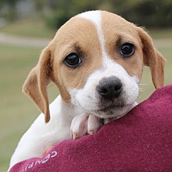 Thumbnail photo of Scarlett~adopted! #1