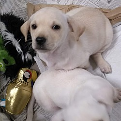 Thumbnail photo of golden mix pups #3