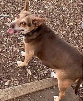 Adopt A Pet Petsmart Charities