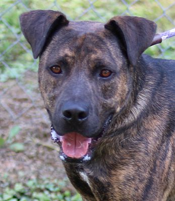 Cedartown, GA - Mastiff/Plott Hound. Meet 50804289 a Pet for Adoption ...