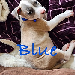 Thumbnail photo of Blue #1