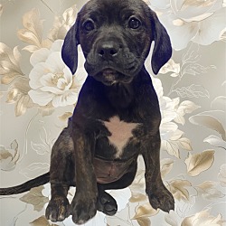 Photo of Athena Pup 1