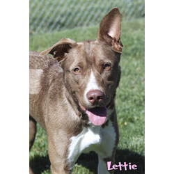 Photo of Lettie (in foster)