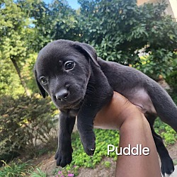 Thumbnail photo of Puppy Puddle #2