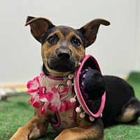 adopt a pet