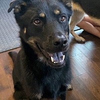 adopt a pet