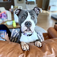 adopt a pet