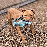 adopt a pet