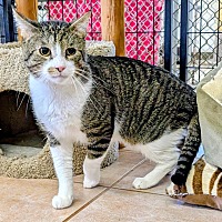 adopt-pet