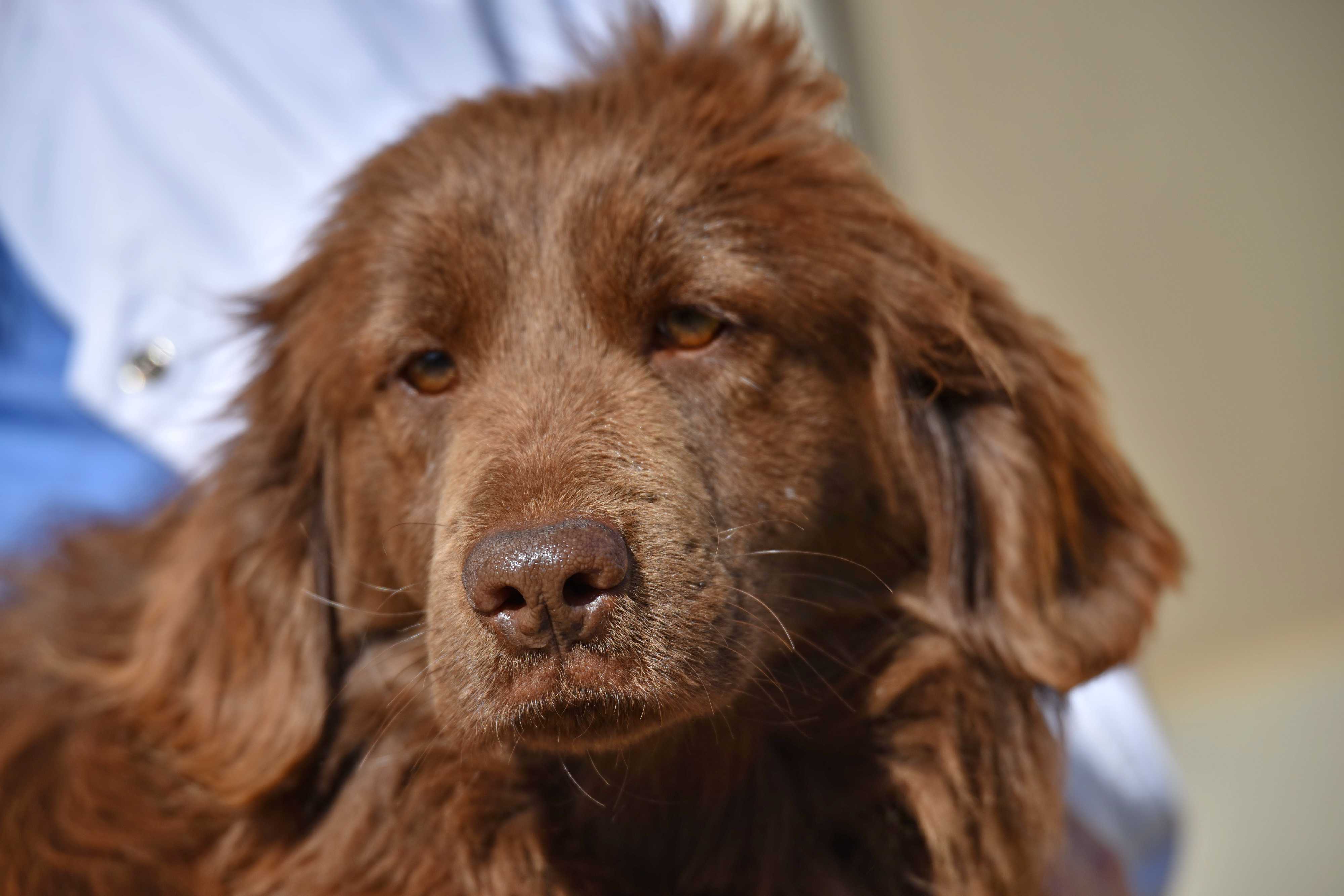 Irish Water Spaniel Golden Retriever Mix 2024 leadctr