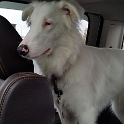 Photo of Willow - DEAF - Pending Adopt