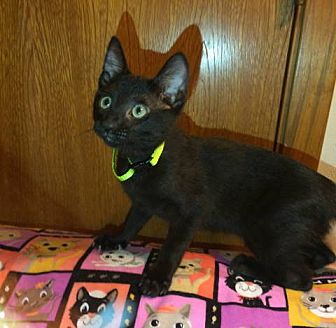 Adopt A Pet Petsmart Charities