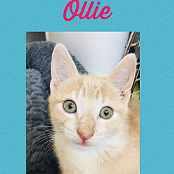 Thumbnail photo of Ollie #1