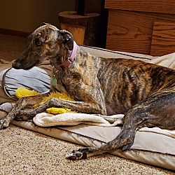 Puppies For Sale In Ham Lake Minnesota Adoptapet Com