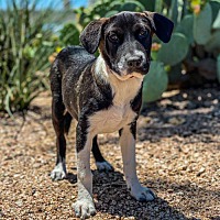 Labrador Retriever Puppies For Sale In Pittsburgh Pennsylvania Adoptapet Com