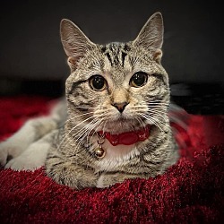 Photo of Peppermint (Special Needs)