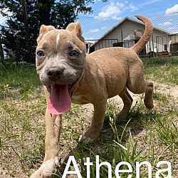 Photo of Athena
